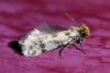 Eumasia parietariella